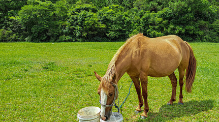 cavalo marrom bebendo &aacute;gua