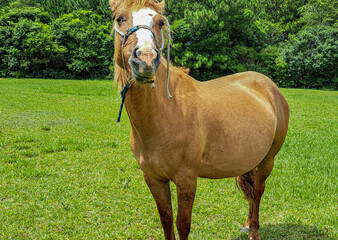 cavalo marrom com a cabe&ccedil;a levantada