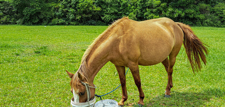 cavalo caramelo bebendo &aacute;gua em um balde