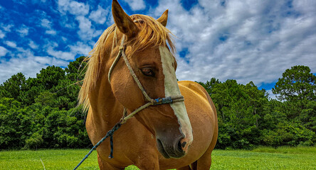 cavalo com lista branca na cabe&ccedil;a