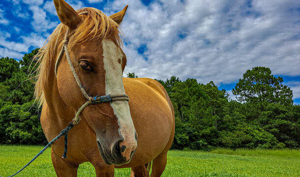 cavalo caramelo com faixa branca na cabe&ccedil;a