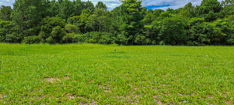 gramado com &aacute;rvores e corujas buraqueira