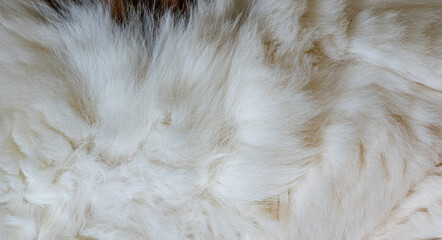 textura com pelo de gato