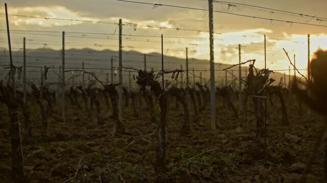Cinematic Vineyard Pan at Golden Hour in Vrancea, Romania