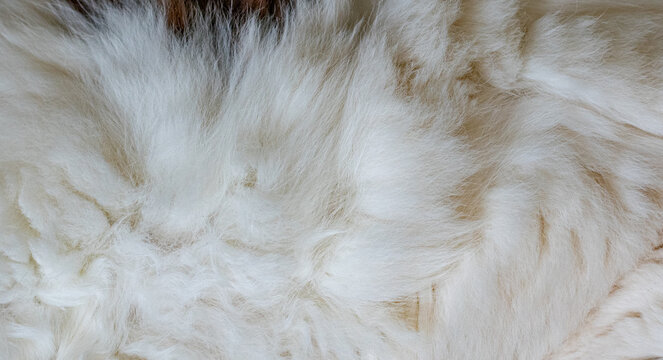 textura com pelo de gato