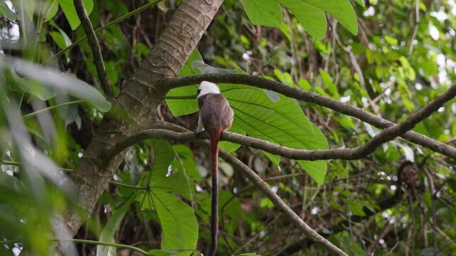Mono Titi Cabeziblanco Silvestre en la Naturaleza - 4k