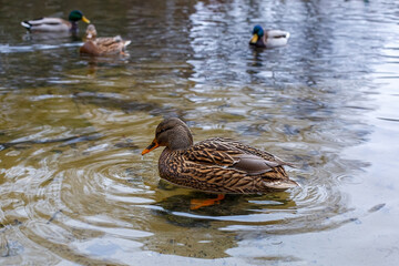 Cute wild duck in the water. Waterfowl in their natural habitat.