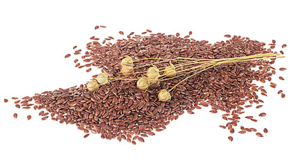 Brown flax seeds and flax spikes isolated on a white background, healthy food. Linseeds.