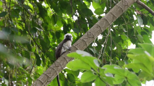Mono Titi Cabeziblanco Silvestre en la Naturaleza - 4k