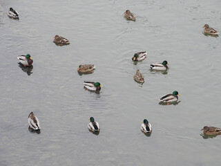 Mallard ducks on a river in Romania
