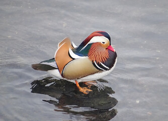 Mandarin duck (Aix galericulata) on a river in Romania