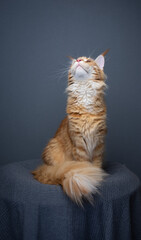 ginger maine coon cat with fluffy tail looking up and  sitting on gray blanket against gray background with copy space