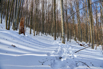 A snow-covered hiking trail in a winter forest. Footprints of hikers in deep snow.