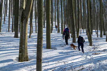 A family of tourists with a dog and a small child are climbing a mountain slope in a winter forest. A snow-covered hiking trail with tourists' footprints in deep snow.