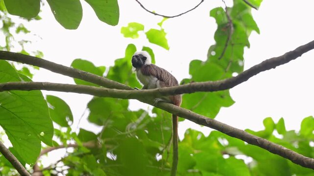 Mono Titi Cabeziblanco Silvestre en la Naturaleza - 4k