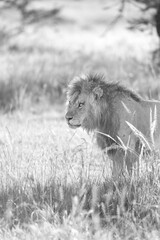 Lion Dreaming In The Sunshine