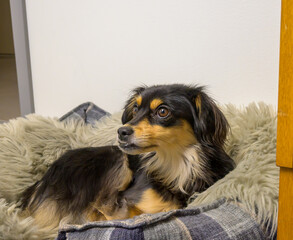 A small dog lies on a fluffy bed in a room. It looks around with a curious expression. Sunlight shines softly on its fur, creating a warm atmosphere