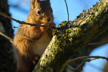 A squirrel sits on a tree branch and eats its food. The scene shows bright daylight with clear blue skies in a natural environment filled with trees