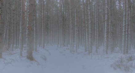 Obraz premium Heavy snow coming down through thick woodland at Linn of Dee, royal Deeside in winter