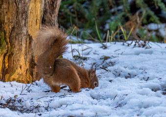 Red squirrel in the snow in winter burying a nut