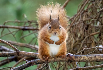 Fototapeta premium Close up of a Scottish red squirrel on the branch of a tree in the forest