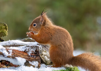 Hungry little Scottish red squirrel in the woodland in winter  in the snow