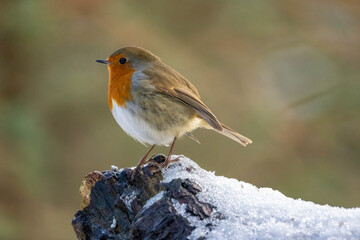 Obraz premium Close up of a robin redbreast bird in the snow in winter