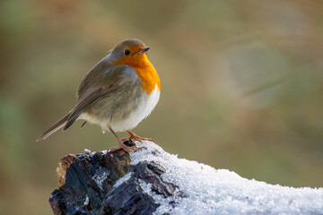 Close up of a robin redbreast bird in the snow in winter
