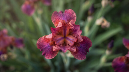 Obraz premium Digital artwork of a purple iris flower with intricate details on petals and green foliage in a garden setting during daylight