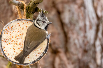 Close up of a crested tit bird pecking at a half coconut suet feeder on the branch of a tree © Sarah
