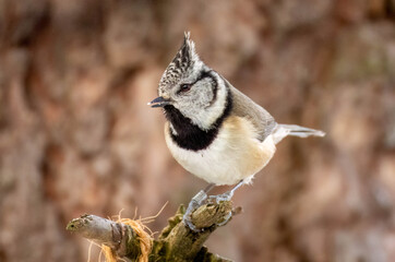 Naklejka premium Crested tit birds perched on the branch of a tree in the Scottish highlands 