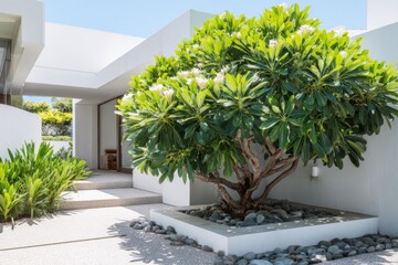 A contemporary home entrance features a spacious, vibrant green tree alongside a charming pebbled pathway illuminated by bright daylight