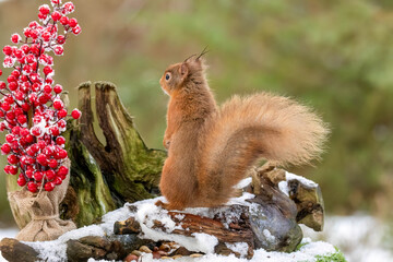 Hungry little Scottish red squirrel in the woodland in winter  in the snow