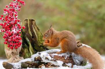 Hungry little Scottish red squirrel in the woodland in winter  in the snow