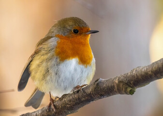 Close up of a robin redbreast bird in the snow in winter