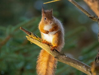 red squirrel on a tree