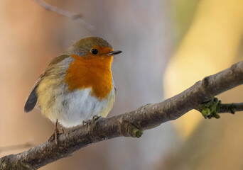 Close up of a robin redbreast bird in the woodland in winter