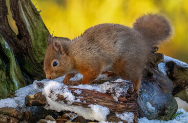 Close up of a red squirrel in winter in the snow in the forest