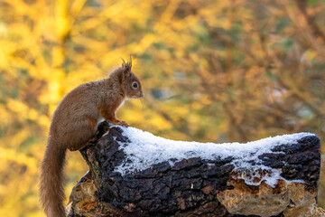Close up of a red squirrel in winter in the snow in the forest