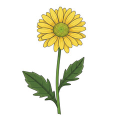 Vibrant yellow daisy isolated on transparent background
