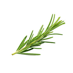 Fototapeta premium Sprig of fresh rosemary