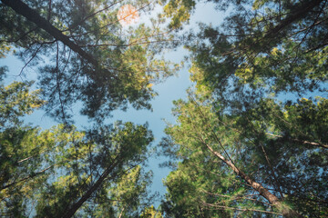 Bottom view of tall green pine trees reaching towards a bright blue sky with soft sunlight and lens flare in a peaceful pine forest