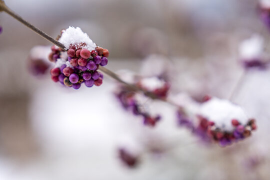 Reife Beeren am Strauch mit Schnee bedenkt
