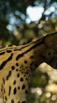 Close portrait of a serval cat with spotted fur and large ears in a zoo enclosure, captured in natural light with soft background bokeh and calm focused expression