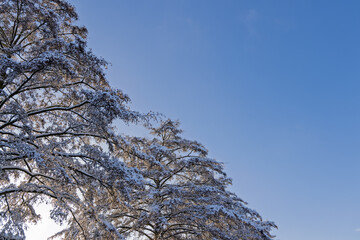 Looking up at tall tree branches heavily covered in white snow and frost against a clear bright blue sky on a cold winter day.