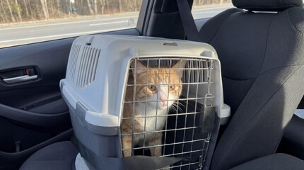 Ginger cat sitting in carrier on car seat during travel  