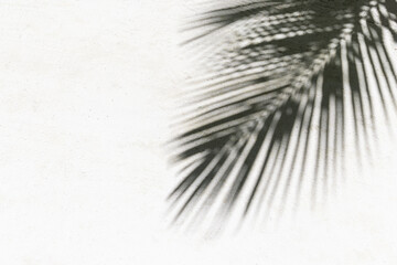 Artistic black and white closeup palm tree leaf shadow on white sand summer abstract nature background relaxing tropical minimal composition inspiring natural leaves texture. Tranquil wallpaper