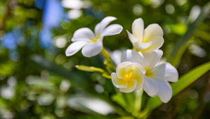 Gorgeous plumeria flower closeup sunny tropical garden with exotic white blossoms romantic peaceful serene floral background natural beauty spa wellness luxury meditation relaxation botanical paradise