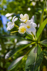 Gorgeous plumeria flower closeup sunny tropical garden with exotic white blossoms romantic peaceful serene floral background natural beauty spa wellness luxury meditation relaxation botanical paradise