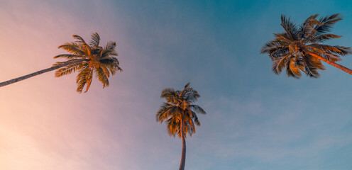 Lush pristine green nature background, refreshing sky palm trees silhouette looking up organic healthy wild untouched landscape ecological harmony serene natural wallpaper. Relaxing nature wall art